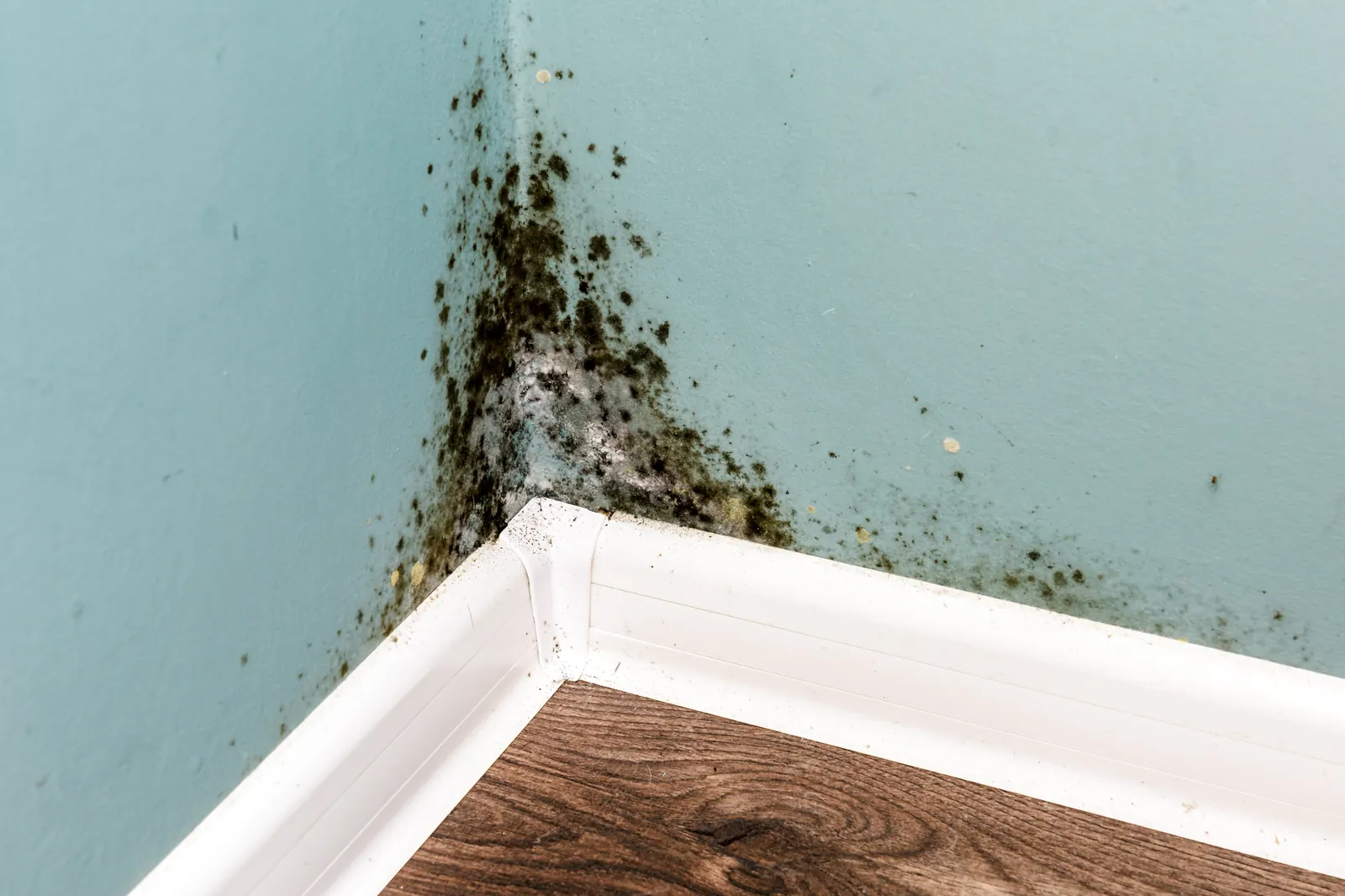 Zwarte schimmelvlekken op een lichte binnenmuur, van dichtbij